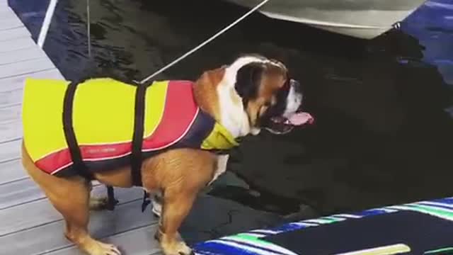 Dog struggles on kayak