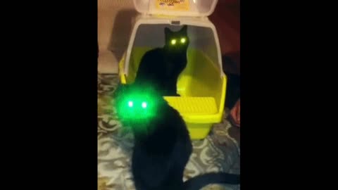 Gif video of lantern cats