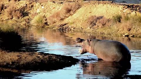 Hippopotamus In The Water