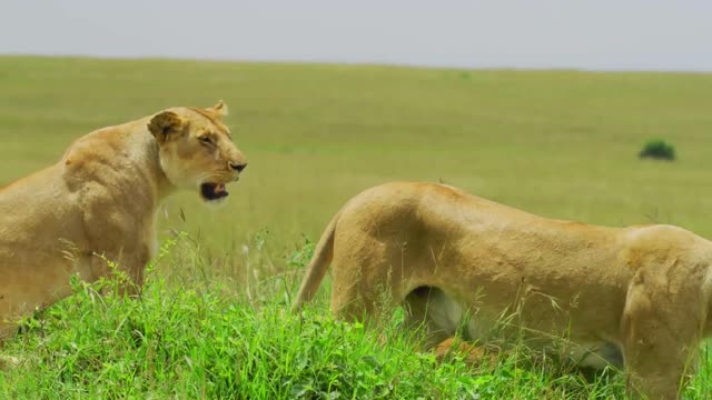 young lion