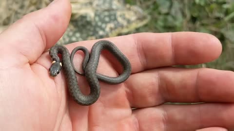 little snake