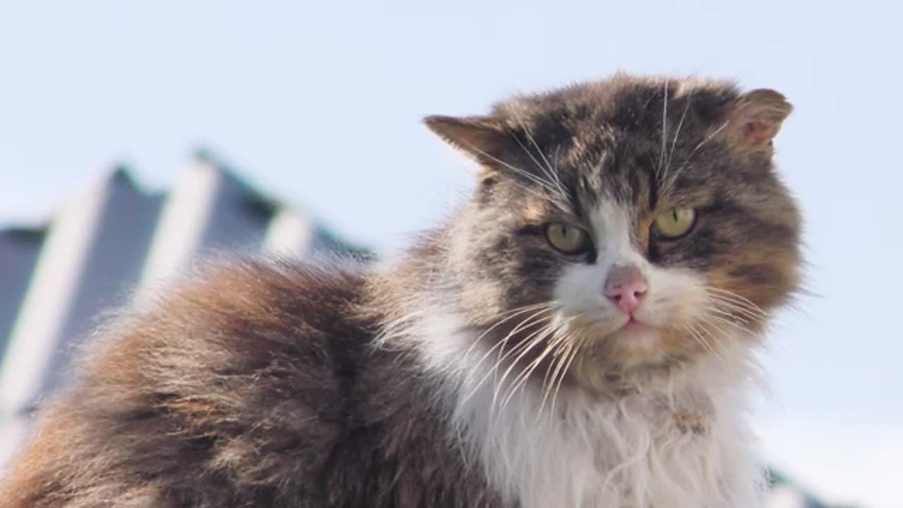 A stray cat calls a cat on a date. Old cat. When is a cat looking for a cat_ March cat sings songs