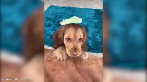 Gorgeous Cocker Spaniel Puppy Has The Most Incredible Eyes