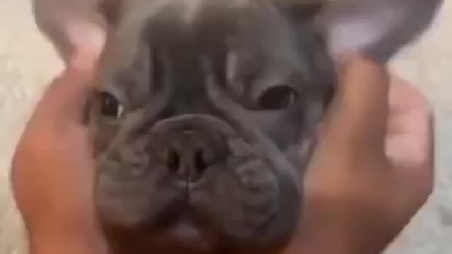 Dogs viralš±