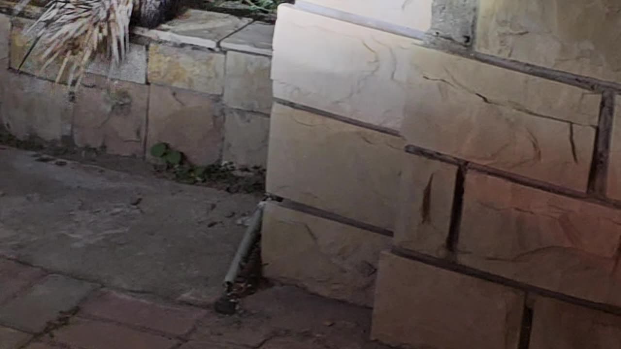 Spotted a porcupine yesterday's night