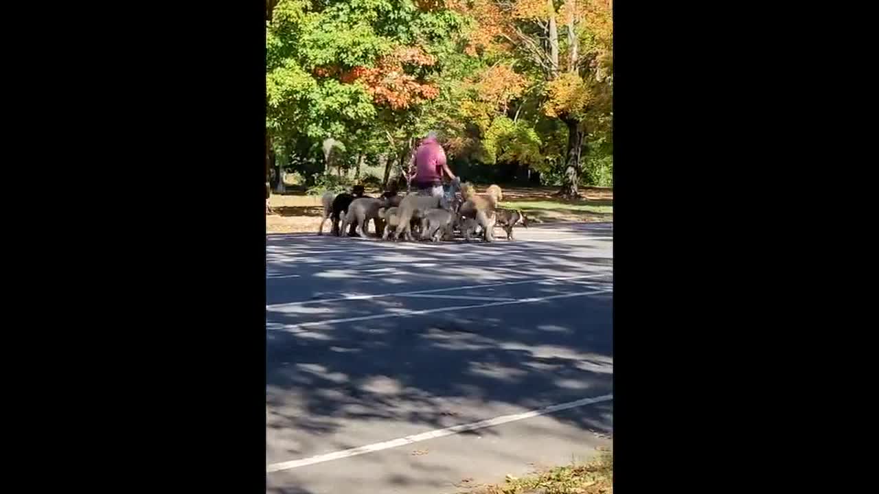 New York dog walker walks more than a dozen dogs at the same time around Brooklyn park