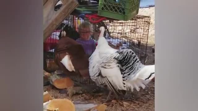 Funny videos animals-funniest turkey life funny