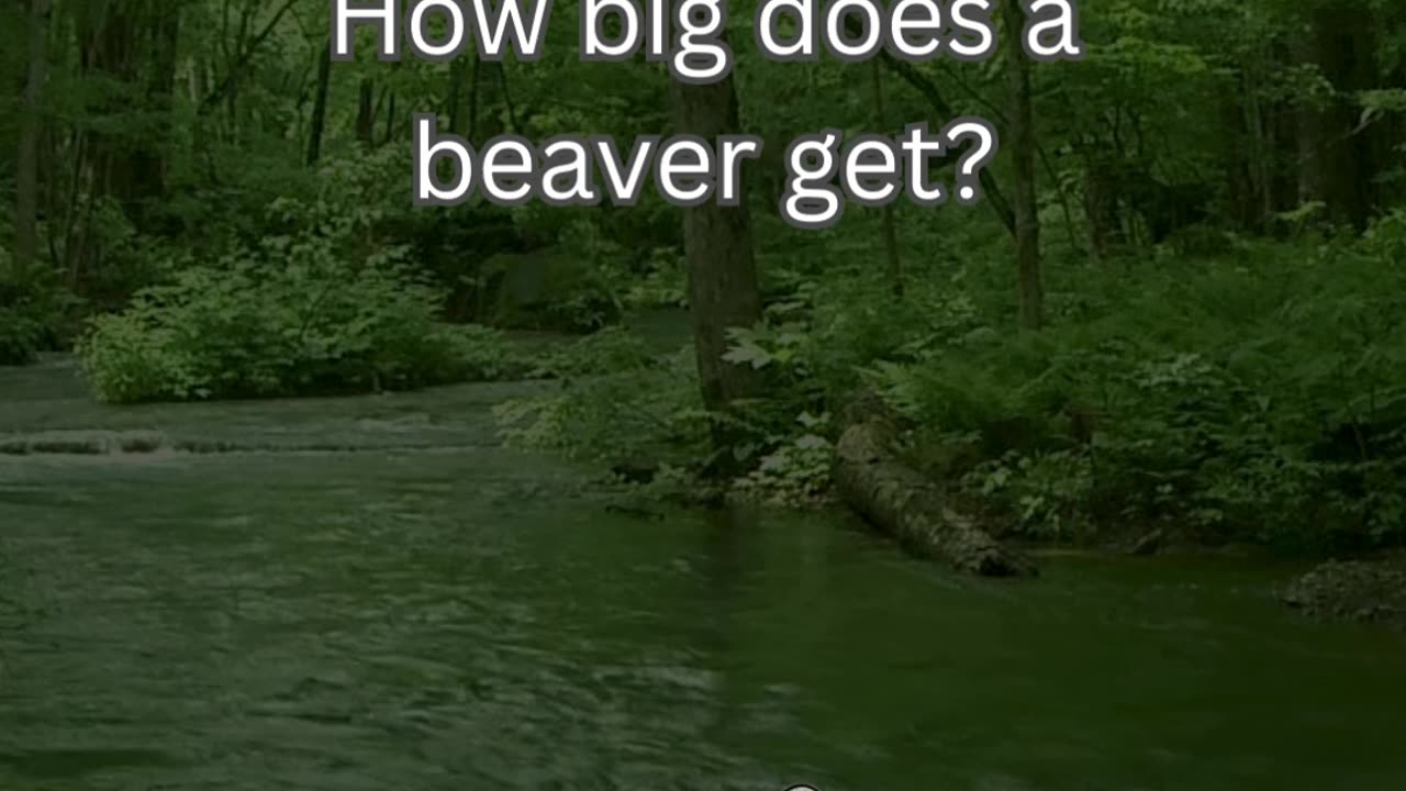 Beaver Fact 2 - How big does a beaver get?