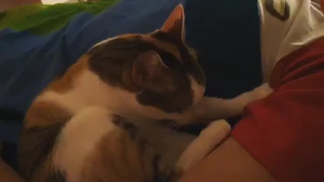 cat massage🥰