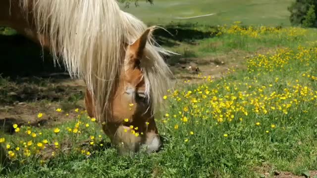 Beautiful animal world landscapes to the sound of birds. images of nature Relax, calm down and sleep