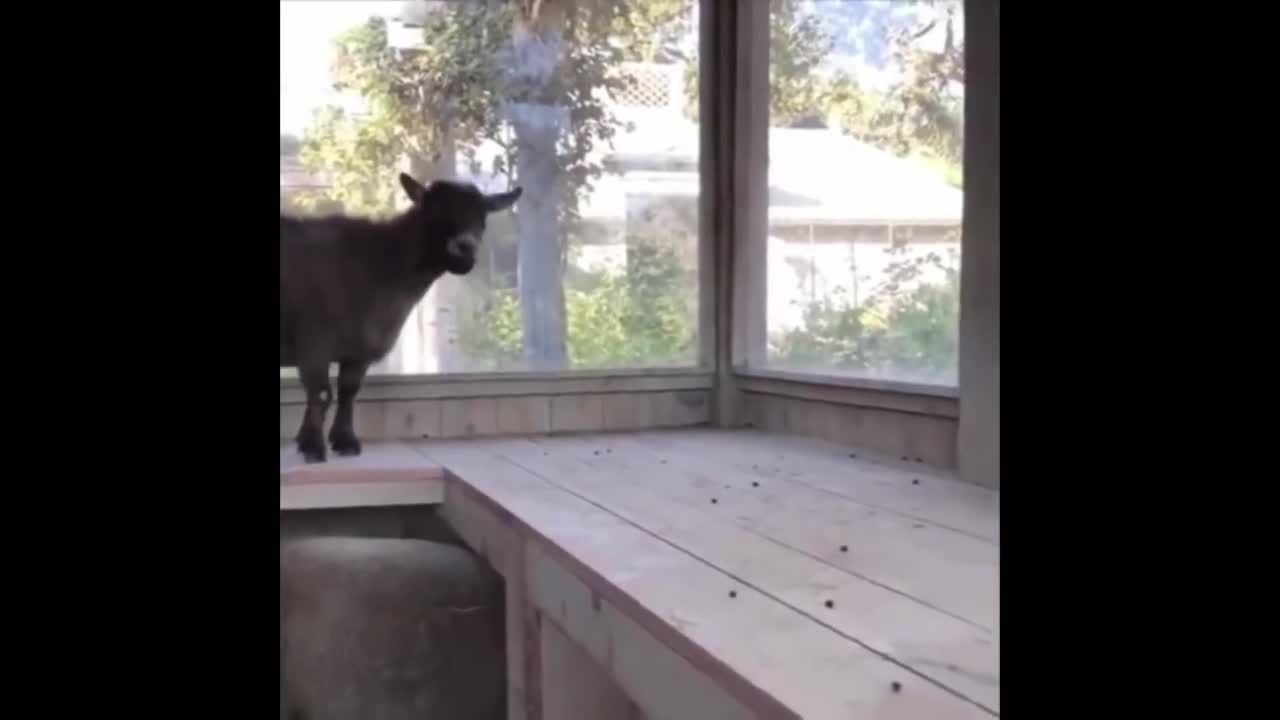 Cute Funny Little Animals