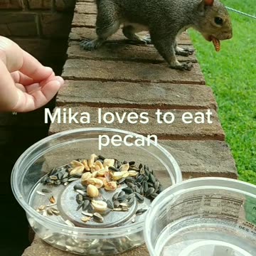 Look what squirrel did with the cheerio 😀