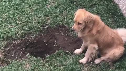 Doggo Happy with His Giant Hole