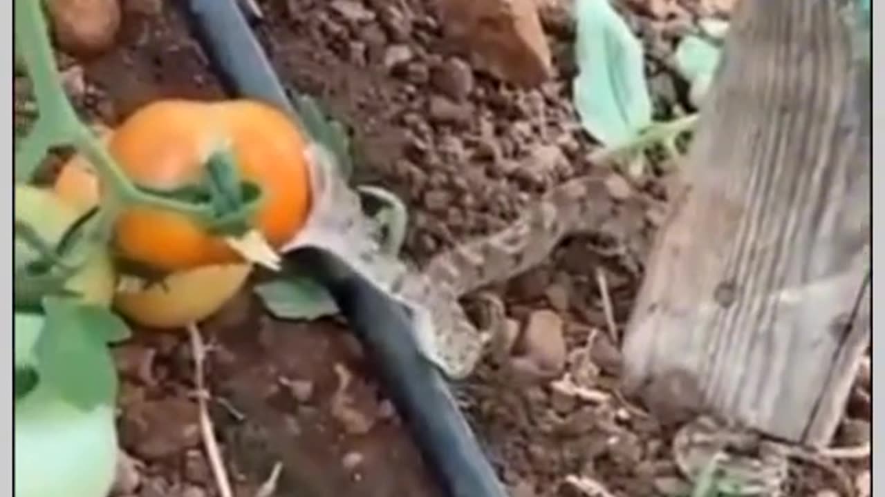 A Small Snake Bites a Tomato: Unusual Nature Moment!