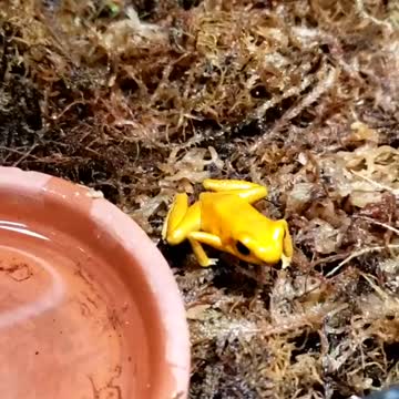 Golden Poison Frog aka Phyllobates terribilis