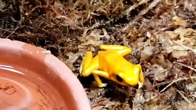 Golden Poison Frog aka Phyllobates terribilis