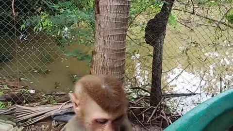 FUNNY Experiment MONKEY vs HOT CHILLI