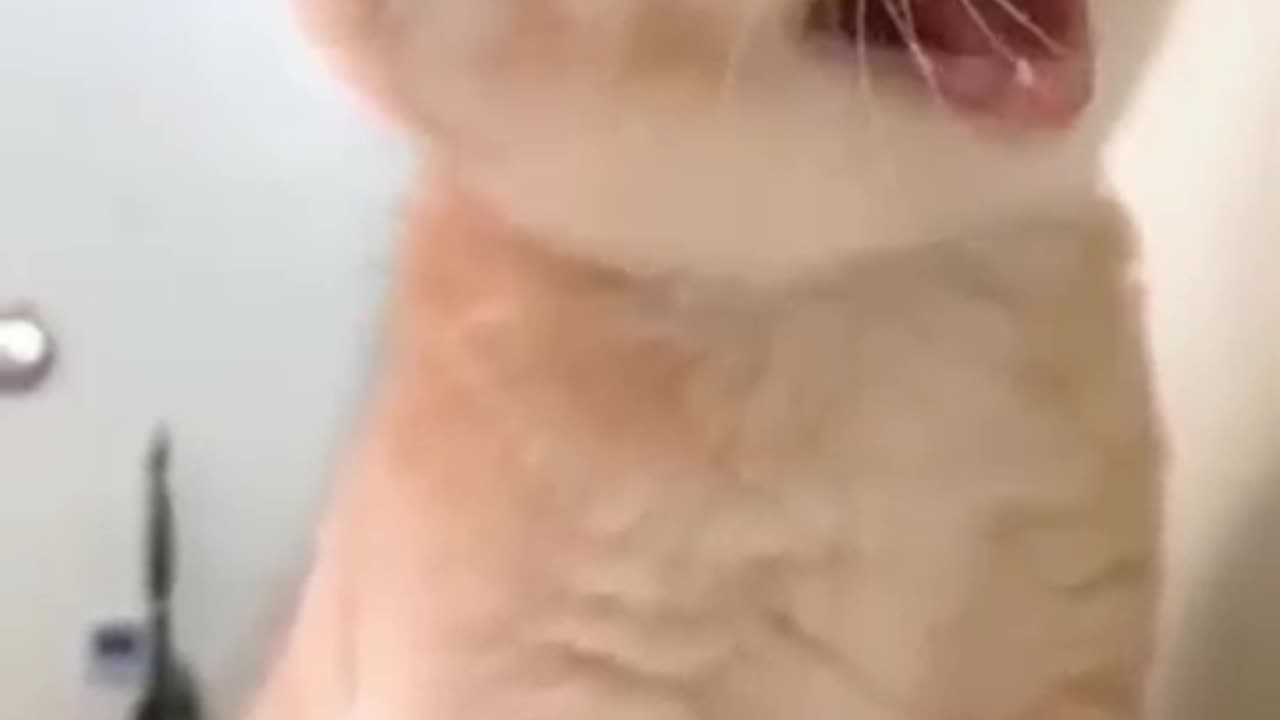 Cute kitten funny video