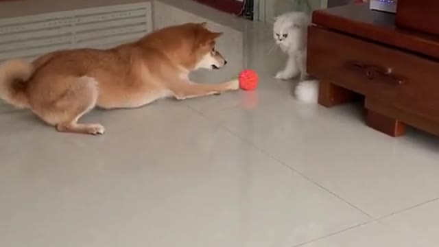 The dog is snatching the cat's toy