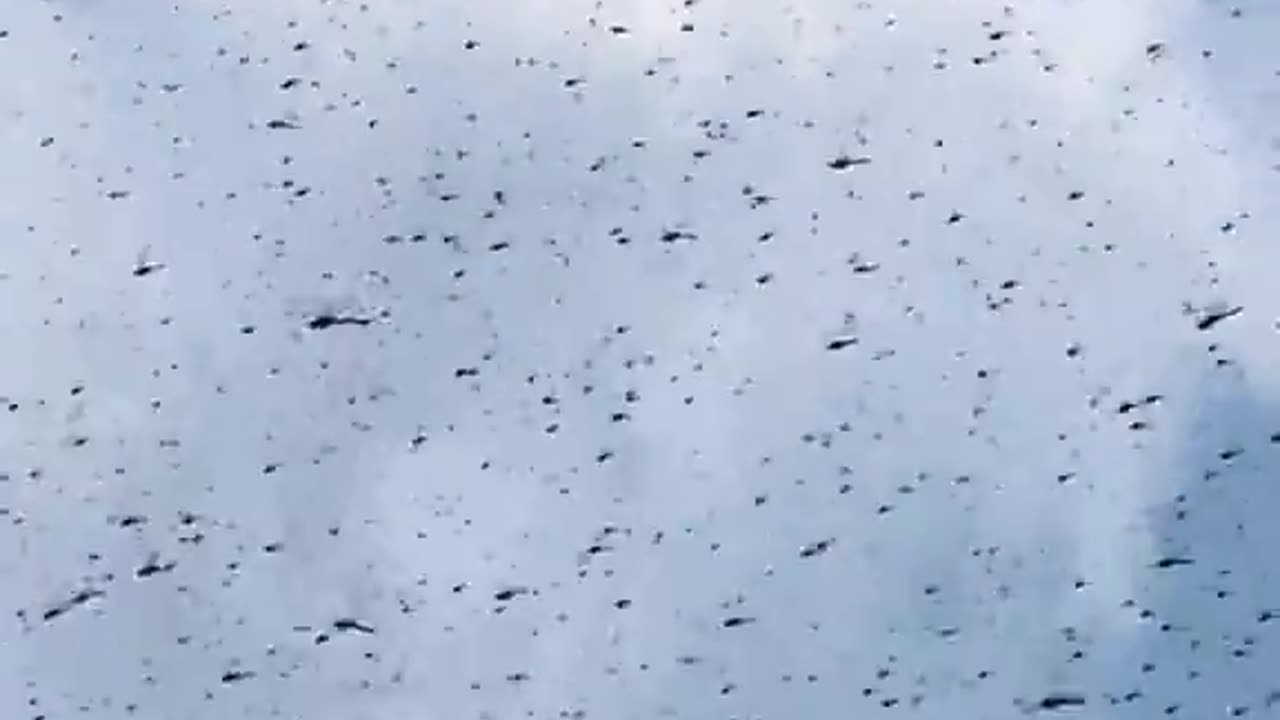 Misquamicut dragonfly hoard!