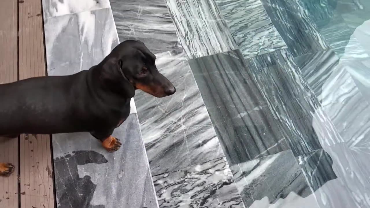 Funny and Cute Dachshund