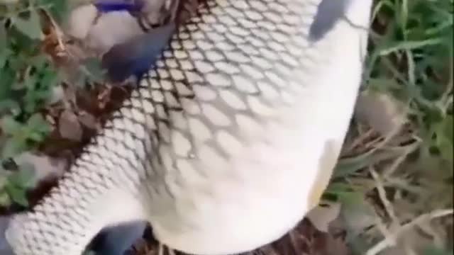 This is a beautiful and charming water-dwelling species