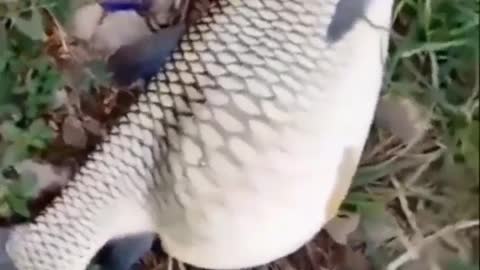 This is a beautiful and charming water-dwelling species