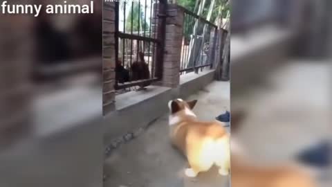 Chicken VS Dog Fight Funny Dog Fight Videos