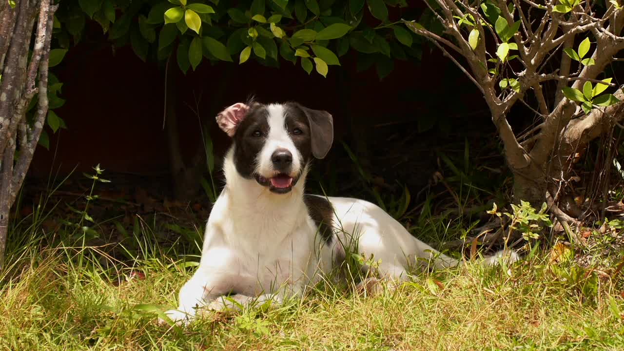 Watch the beauty of this dog, watch it unbelievable