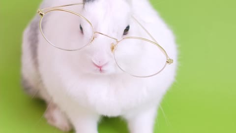 Charming rabbit with Eyeglasses