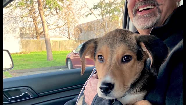 Puppy abandoned in parking lot finds love and a forever home