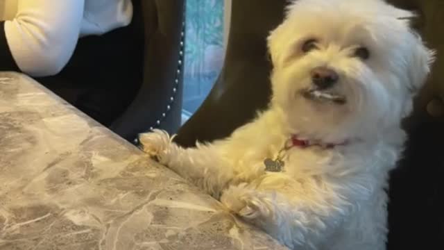 A Dog funny moment