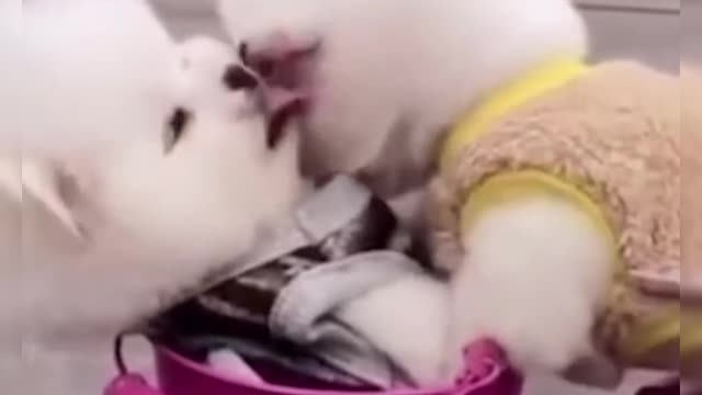 CATS AND DOGS Awesome friendship - funny DOG AND CAT vines COMBINATION.🥰