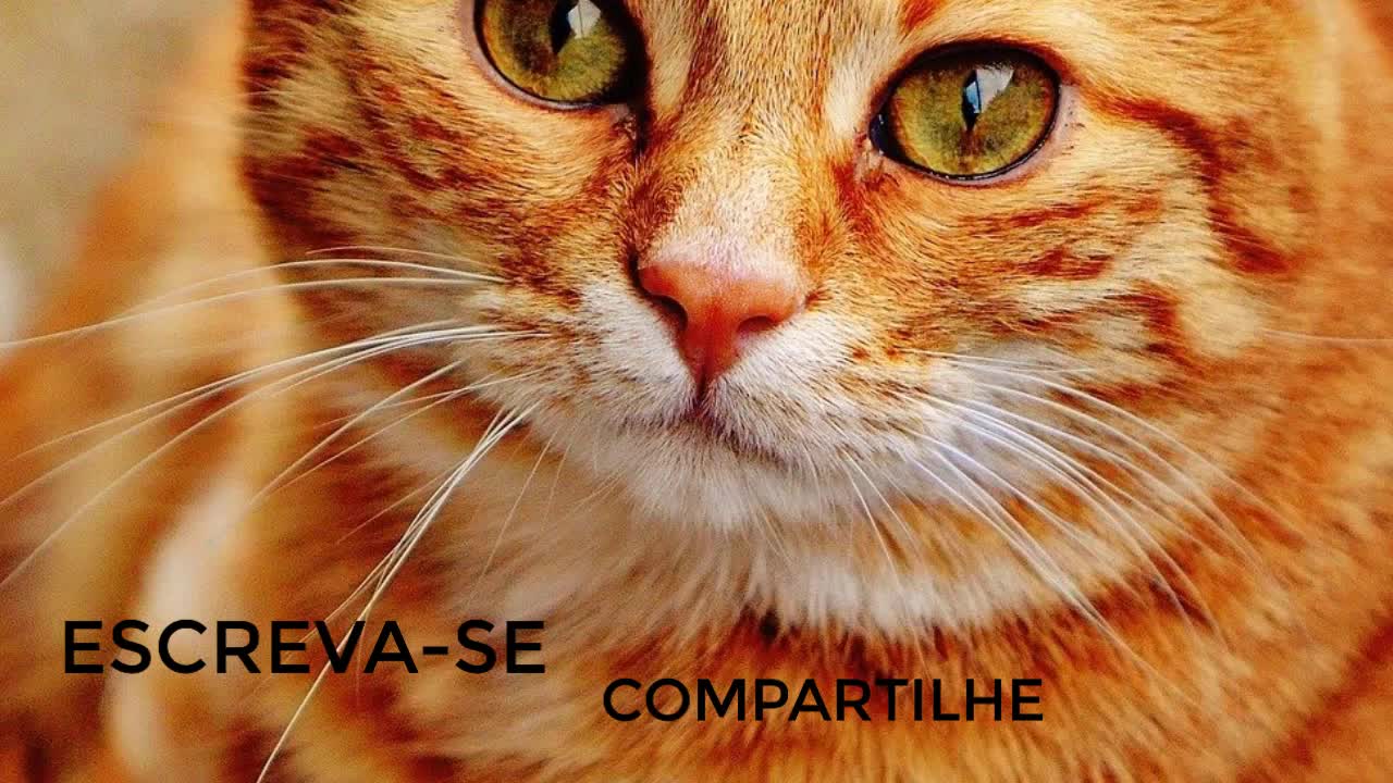 cat engraçado