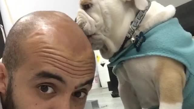 Bulldog puppy can't stop licking owner's head