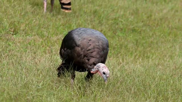 Turkey Birds Foraging