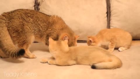 Cute British golden kittens