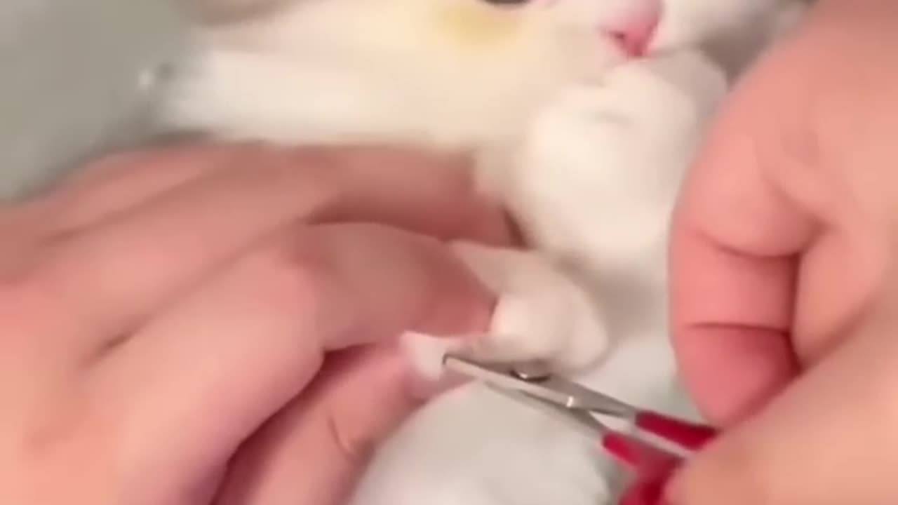 Cute cat videos