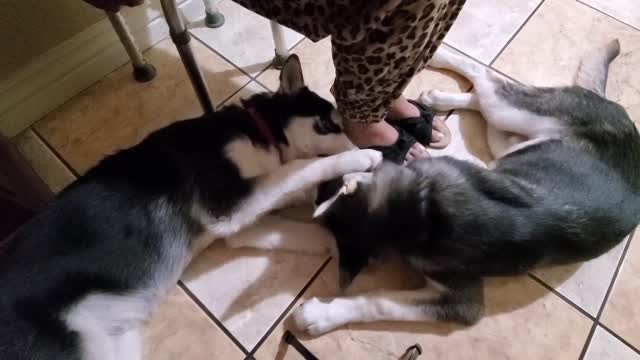 Two huskies in one day