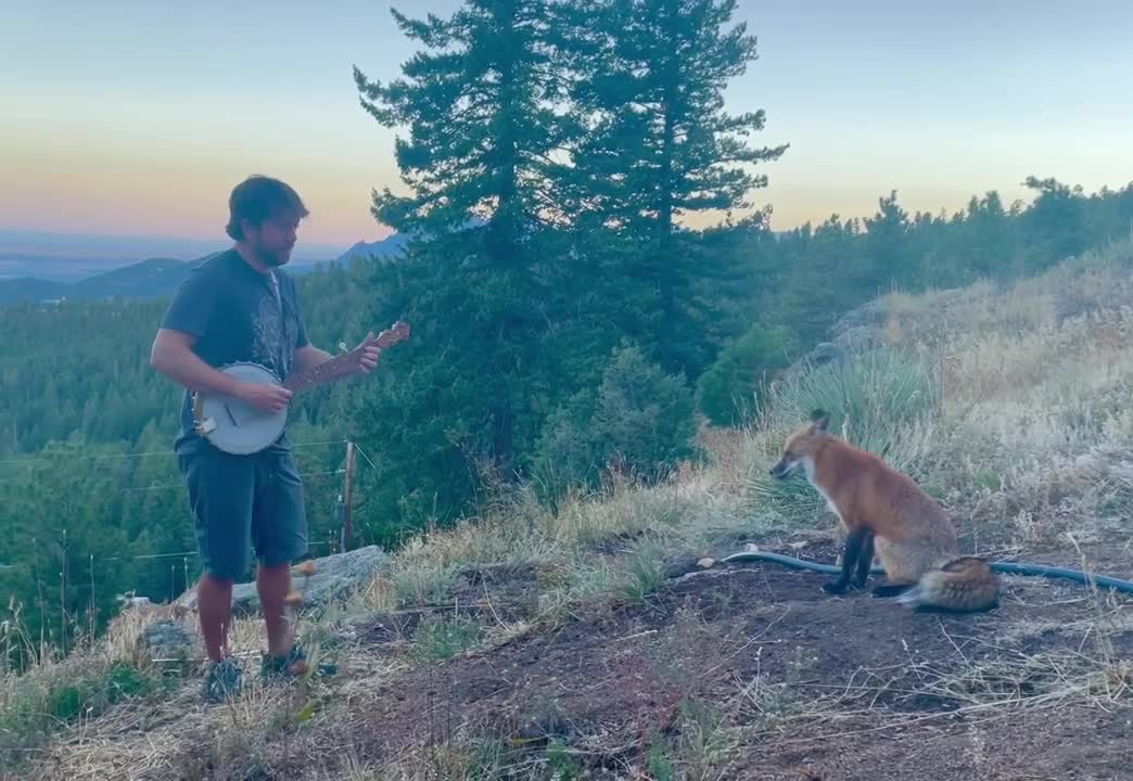 Wild fox and Banjo