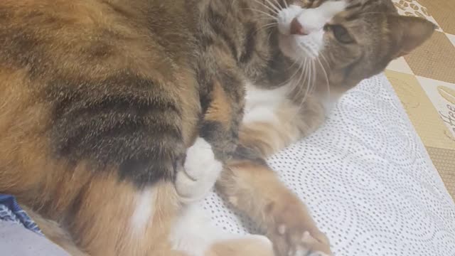 Waking up the cat.