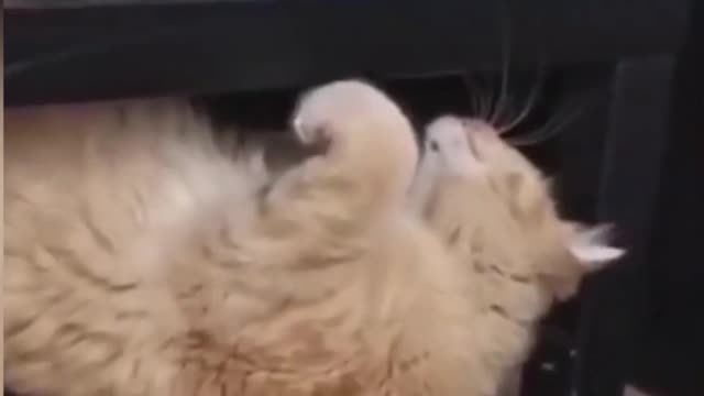 Funny Animal Videos 2022 - Funniest Cats And Dogs Videos - Cute Pets #shots