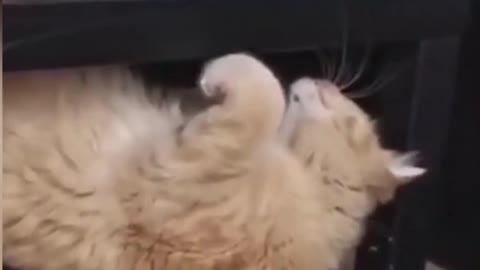 Funny Animal Videos 2022 - Funniest Cats And Dogs Videos - Cute Pets #shots