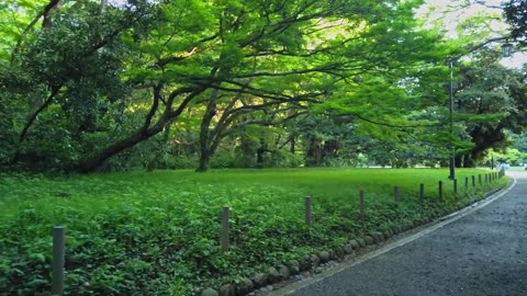 Sacred Beauty: Exploring Meiji Jingu in the Heart of Tokyo