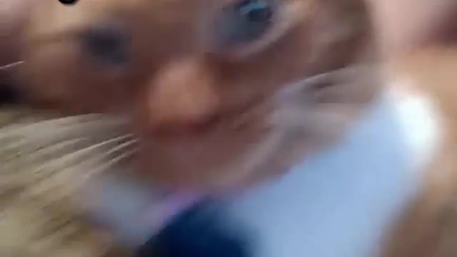 What did the owner do to the cat?