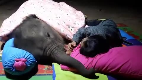 Elephant- Friend