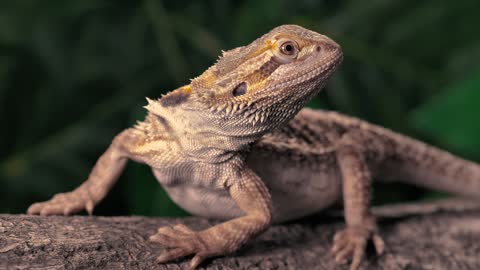 Lizard over a trunk at nature closeup