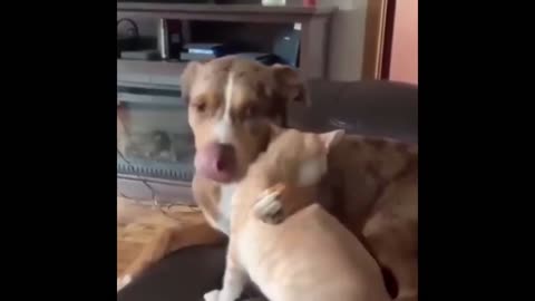 Reconciliation between a dog and a cat how lovely!👌 | Time for Funny Animals | Cute Pets