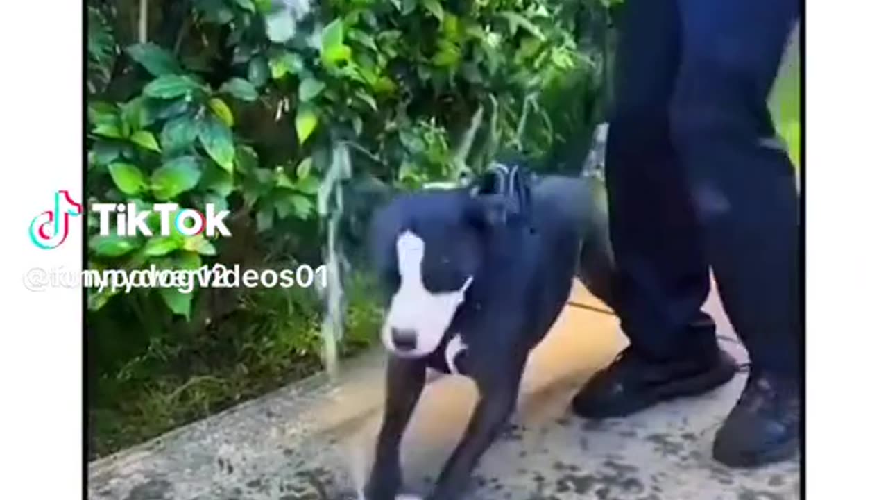 Best dog compilation 😂