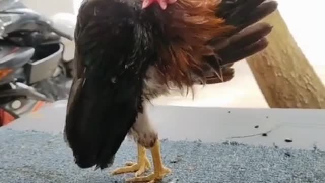 Rooster #PuffMusic #NotAngry #ChrisJames #animals